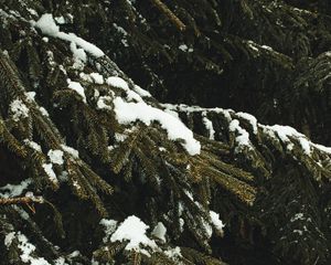 Превью обои ель, ветки, снег, деревья, зима