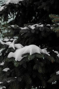 Превью обои ель, ветки, снег, зима
