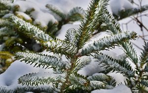 Превью обои ель, ветки, снег, зима, природа