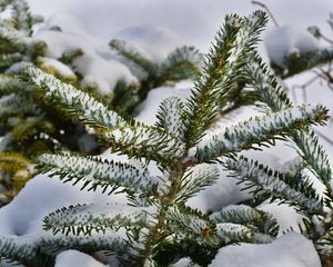 Превью обои ель, ветки, снег, зима, природа
