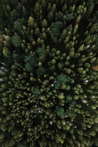 Превью обои ель, вид сверху, деревья, лес
