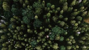 Превью обои ель, вид сверху, деревья, лес