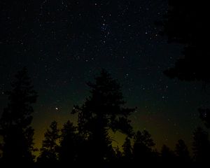 Превью обои ель, звездное небо, звезды, ночь