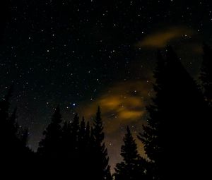 Превью обои ель, звезды, звездное небо, ночь