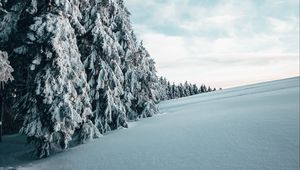 Превью обои ели, деревья, снег, зима, пейзаж, заснеженный