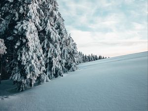 Превью обои ели, деревья, снег, зима, пейзаж, заснеженный