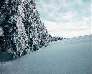 Превью обои ели, деревья, снег, зима, пейзаж, заснеженный