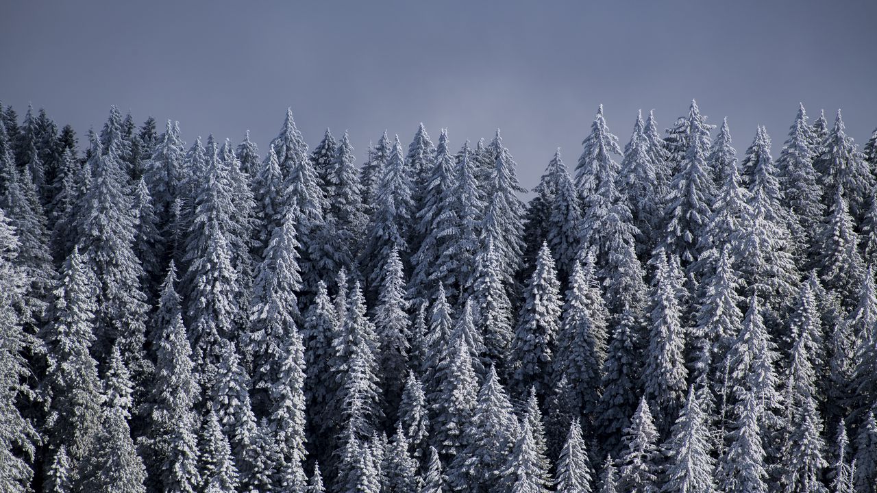Обои ели, деревья, снег, лес, зима