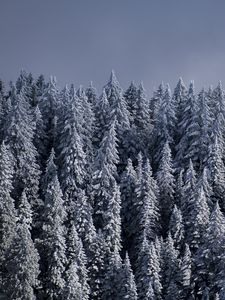 Превью обои ели, деревья, снег, лес, зима