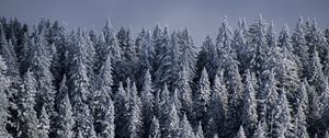 Превью обои ели, деревья, снег, лес, зима