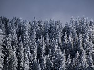 Превью обои ели, деревья, снег, лес, зима