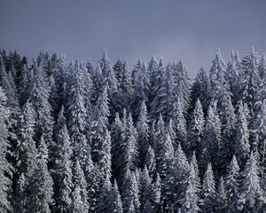 Превью обои ели, деревья, снег, лес, зима