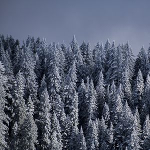 Превью обои ели, деревья, снег, лес, зима