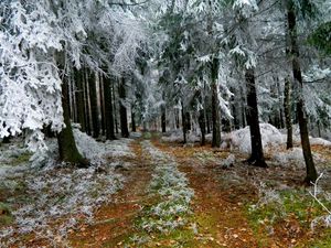 Превью обои ели, иней, зима, дорога, земля, ветви