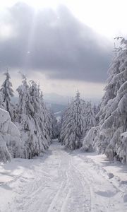 Превью обои ели, макушки, снег, зима