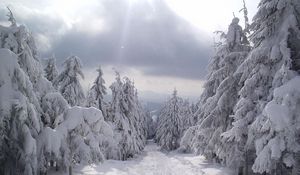 Превью обои ели, макушки, снег, зима