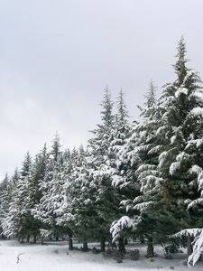 Превью обои ели, ряд, снег, зима, деревья