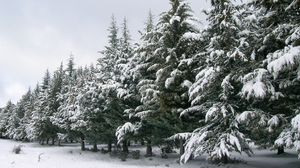 Превью обои ели, ряд, снег, зима, деревья