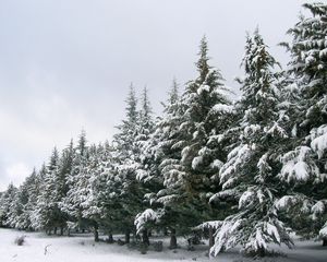 Превью обои ели, ряд, снег, зима, деревья