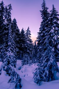 Превью обои ели, снег, зима, вечер