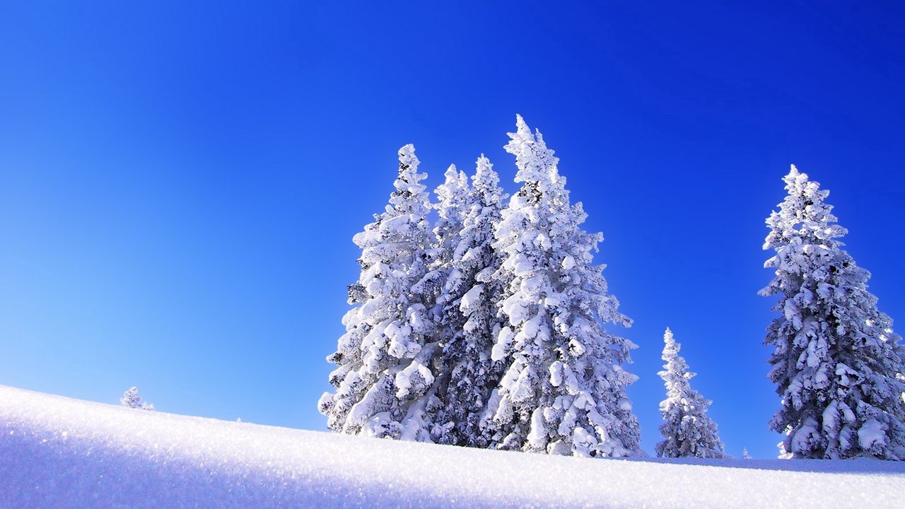 Обои ели, снег, зима, гора, возвышение