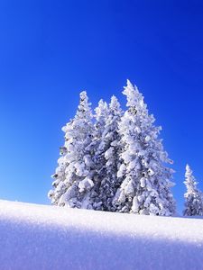 Превью обои ели, снег, зима, гора, возвышение