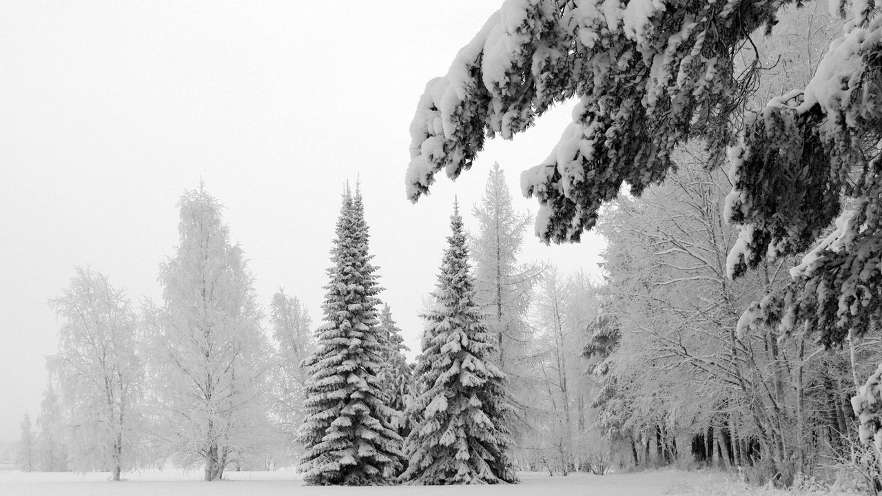 Обои ели, снег, зима, ветви, тяжесть, поляна, иней, седина, белый, пейзаж