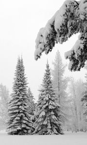 Превью обои ели, снег, зима, ветви, тяжесть, поляна, иней, седина, белый, пейзаж