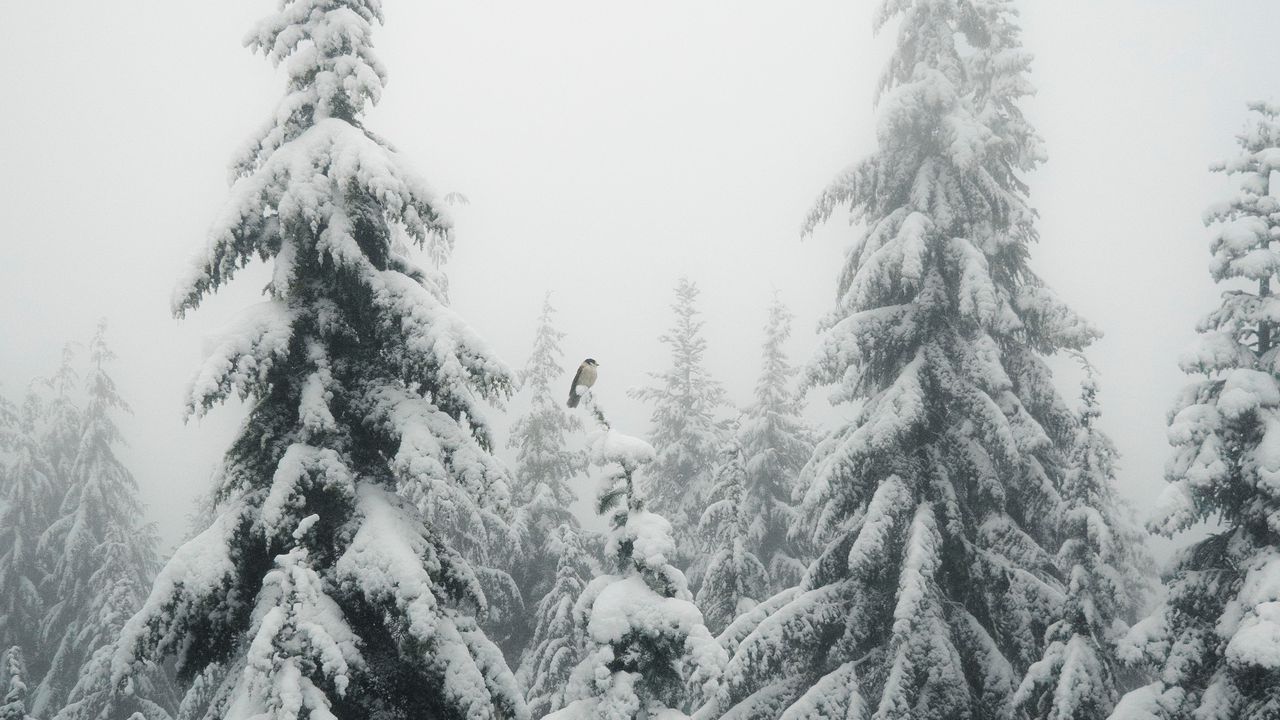 Обои ели, туман, снег, птица, зима
