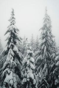 Превью обои ели, туман, снег, птица, зима