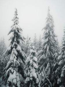 Превью обои ели, туман, снег, птица, зима