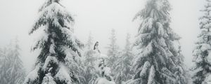 Превью обои ели, туман, снег, птица, зима