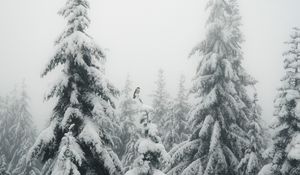 Превью обои ели, туман, снег, птица, зима