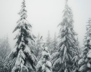 Превью обои ели, туман, снег, птица, зима
