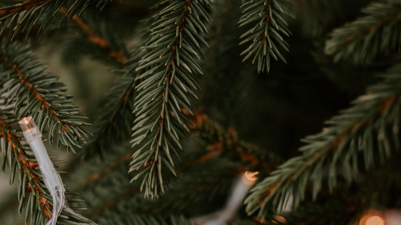 Обои елка, гирлянда, ветки, рождество, новый год, праздник