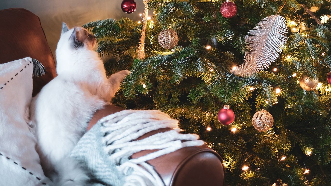 Обои елка, кот, украшения, новый год, рождество