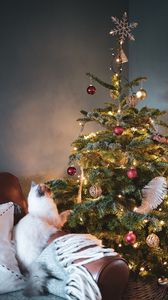 Превью обои елка, кот, украшения, новый год, рождество
