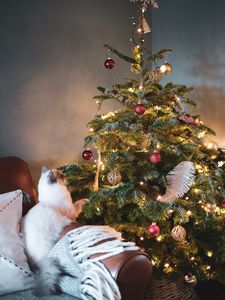 Превью обои елка, кот, украшения, новый год, рождество
