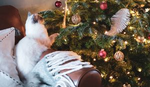 Превью обои елка, кот, украшения, новый год, рождество