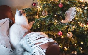 Превью обои елка, кот, украшения, новый год, рождество
