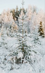 Превью обои елка, снег, гирлянда, зима, дерево