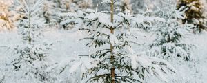 Превью обои елка, снег, гирлянда, зима, дерево
