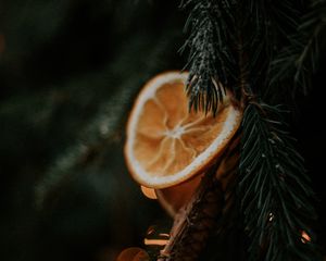 Превью обои елка, ветка, апельсин, долька, макро
