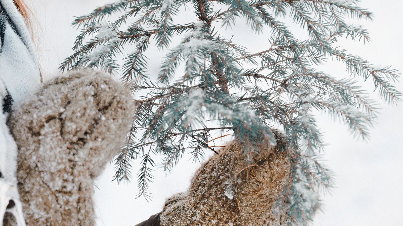 Обои елка, ветка, снег, руки, рукавицы