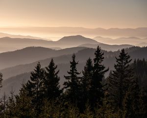 Превью обои елки, деревья, холмы, туман