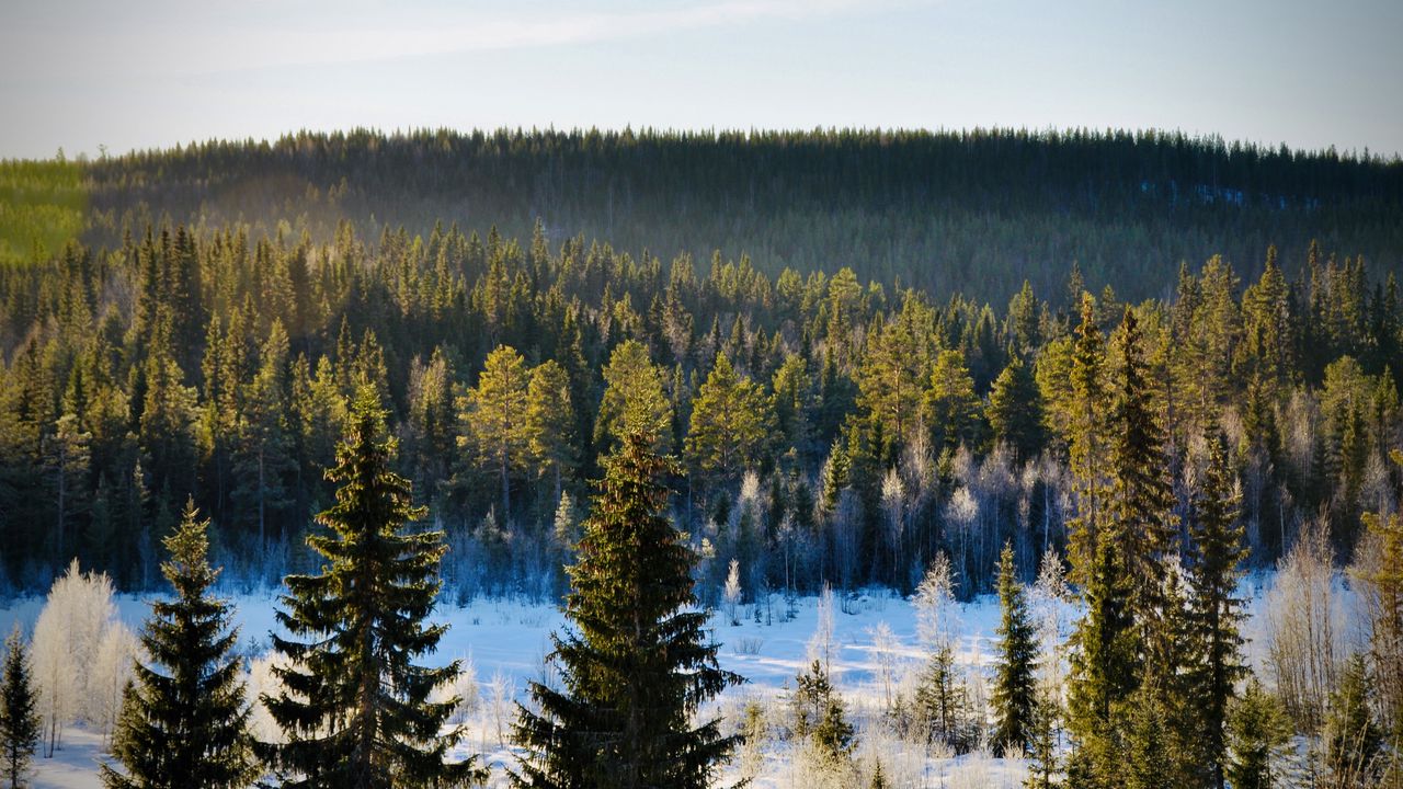 Обои елки, деревья, лес, снег, мороз, зима, природа