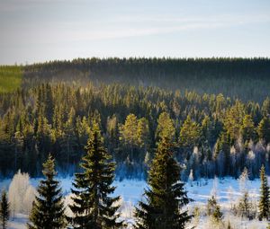 Превью обои елки, деревья, лес, снег, мороз, зима, природа