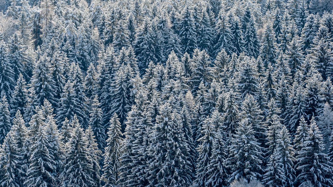 Обои елки, деревья, лес, снег, зима