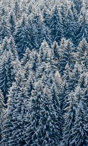 Превью обои елки, деревья, лес, снег, зима