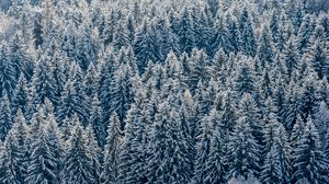 Превью обои елки, деревья, лес, снег, зима